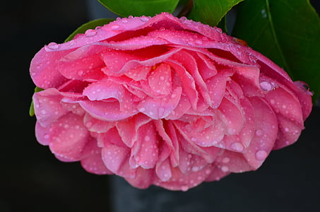розово цвете, Блум, цвете, розово, Пролет, цъфтят, водни капчици