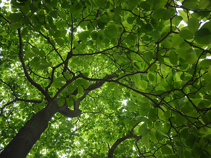 copac, lumina soarelui, paşnică, frunze, verde, naturale, în aer liber