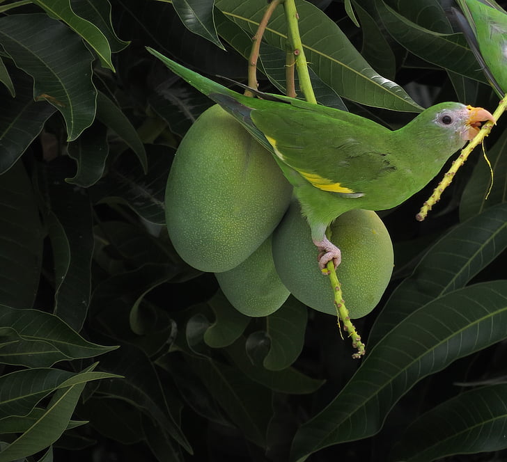 ptak, papuga długoogonowa, Mango, Tropic, Brazylia, dzikie życie
