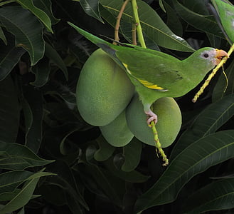 птица, малък дългоопашат папагал, манго, Тропик, Бразилия, див живот