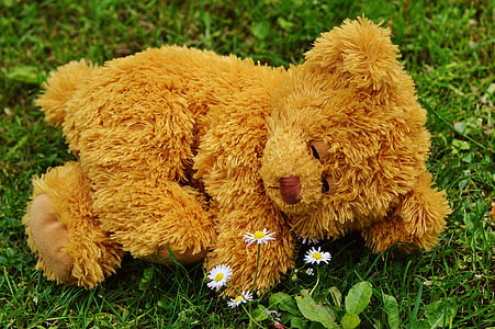 teddy bear, bear, bears, stuffed animal, teddy, cute, sweet