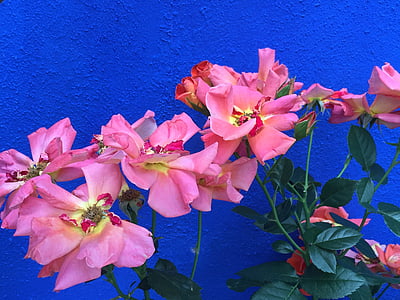 Blumen, Farben, Floral, Anlage, Blüte, Rosa, Hintergrund