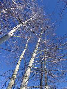Aspen, osika stromy, Zimní, barevné, Rocky mountains, modrá obloha