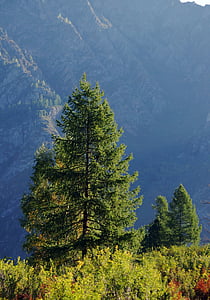 tree, larch, mountains, sunny day, nature, mountain altai, landscape