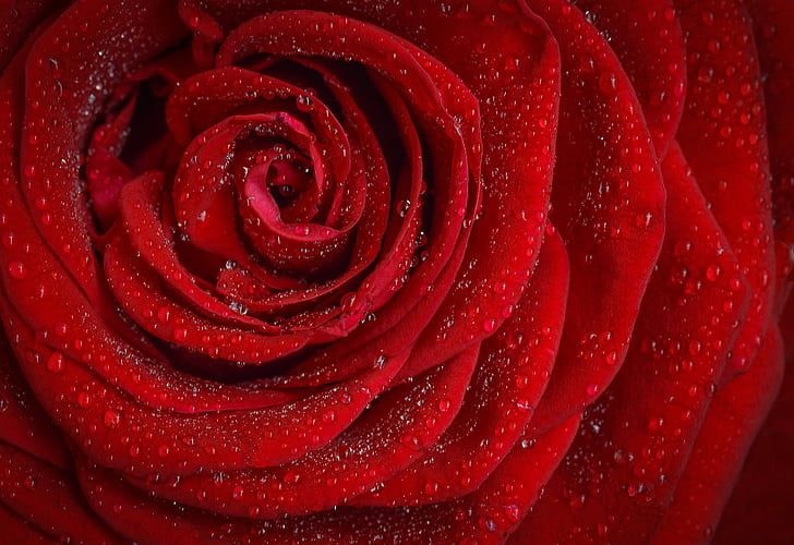Rose, rouge, Rosa, matin, fleur rose, fleur, pétales de rose
