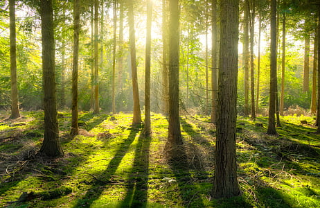 forest, sun, shadow, green, yellow, nature, landscape