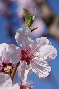 mandulás blossom, Blossom, Pfalz, gimmeldingen, tavaszi, Bloom, Rózsa
