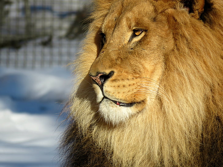 Lauva, krēpes, vīrietis, zooloģiskais dārzs, spalva, dzīvnieku, lauva - feline