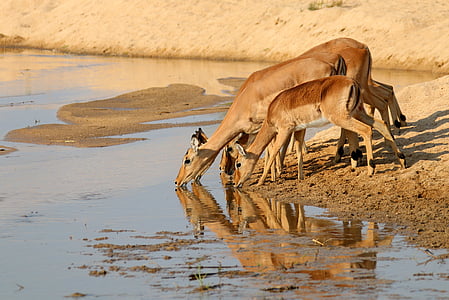 gazelle, antelope, kudu, africa, wildlife, animal, nature