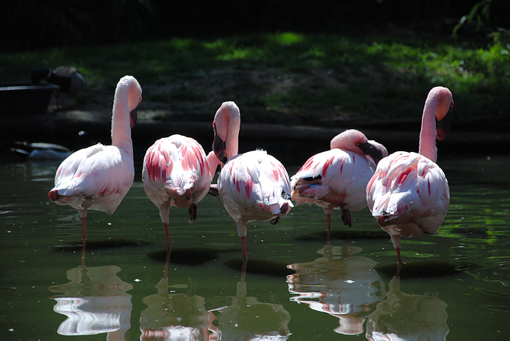 Flamingo, pájaro, agua, piernas, rojo, rosa, tropical