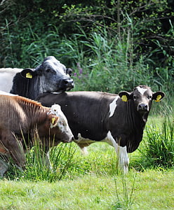 cows, nature, outdoor, cow, oxen, landscape, pasture