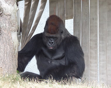 gorila, Zoološki vrt, priroda