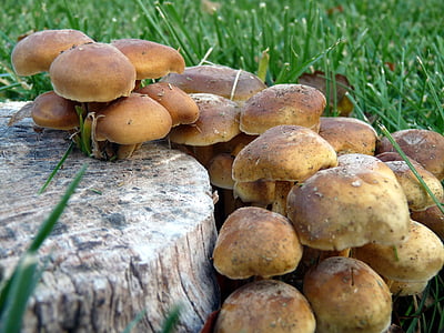 поганка гриб, грибы, пень, крупным планом, Гриб, грибы, завод