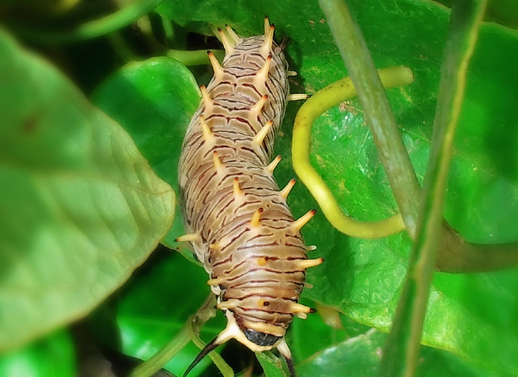 Caterpillar, Praag, macro, natuur, plant, detail, Tuin