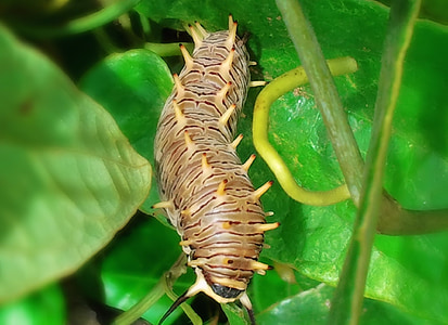 Caterpillar, Praag, macro, natuur, plant, detail, Tuin