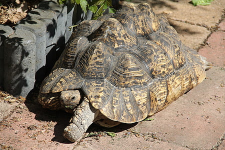 tanzanian leopard tortoise, tropical land turtle, african turtle