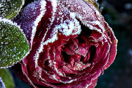 Красная Роза зимой, Морозный цветок, Красная роза, Природа, крупным планом, завод