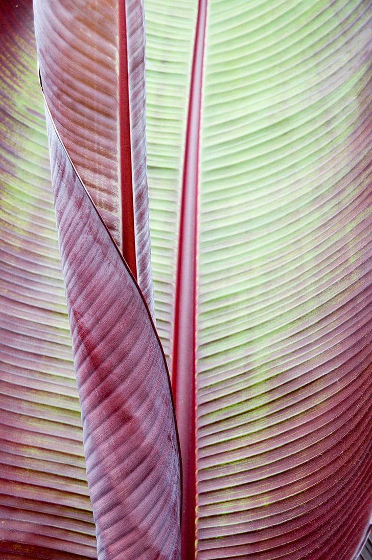 fulla, planta de plàtan, tropical, textura, fons, natura, close-up