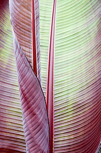 Blatt, Bananenpflanze, tropische, Textur, Hintergrund, Natur, schließen