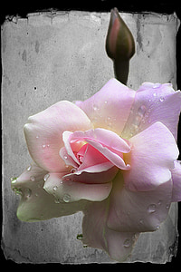 Rózsa, bud, virág, gyönyörű, növény, makró, rózsaszín