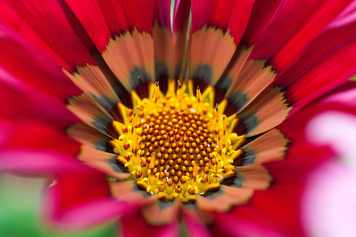flower, pink, red, yellow, petal, nature, vibrant