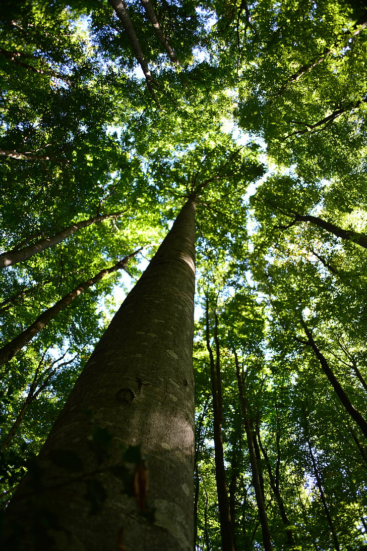 ξύλο, φύση, παλαιό ξύλο, δέντρο, δάσος, φύλλο, κορμό δέντρου