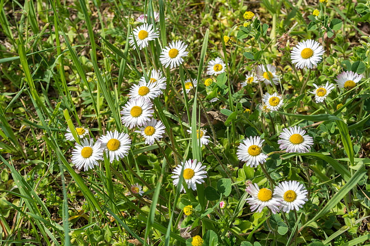 Daisy, cỏ, trắng, màu xanh lá cây, màu vàng, mùa xuân, nở hoa