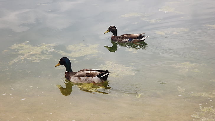 ducks, manresa, the bases