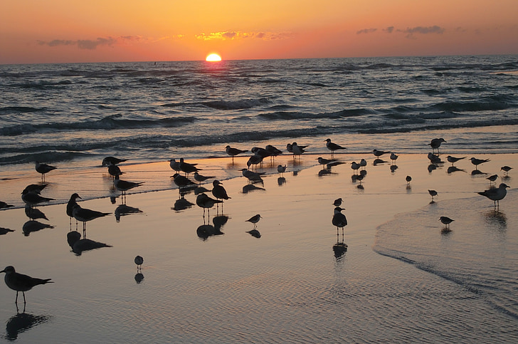 sunset, ocean, sea gulls, beach, sky, colorful, dusk