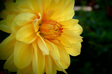 flower, yellow, autumn, tickets, nature, plant, petal