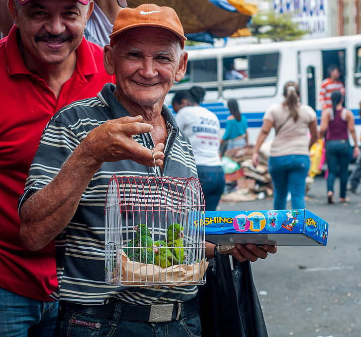 człowiek, sprzedaży, papugi, Maracaibo, pchli targ, Wenezuela, dostawcy