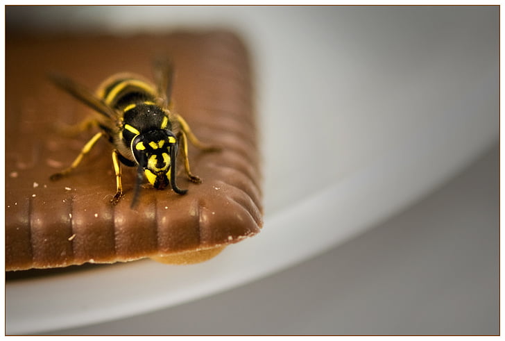 wasp, cookie, summer, terrace