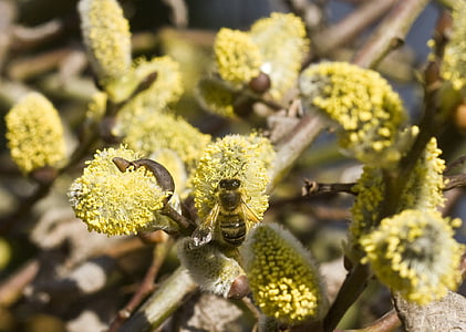 Saule discolore, pâturage, chaton, Inflorescence :, pollen, abeille à miel, abeille