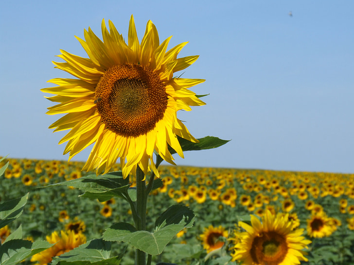 слънчогледи, Франция, поле, жълто, лято, Прованс, крайградски