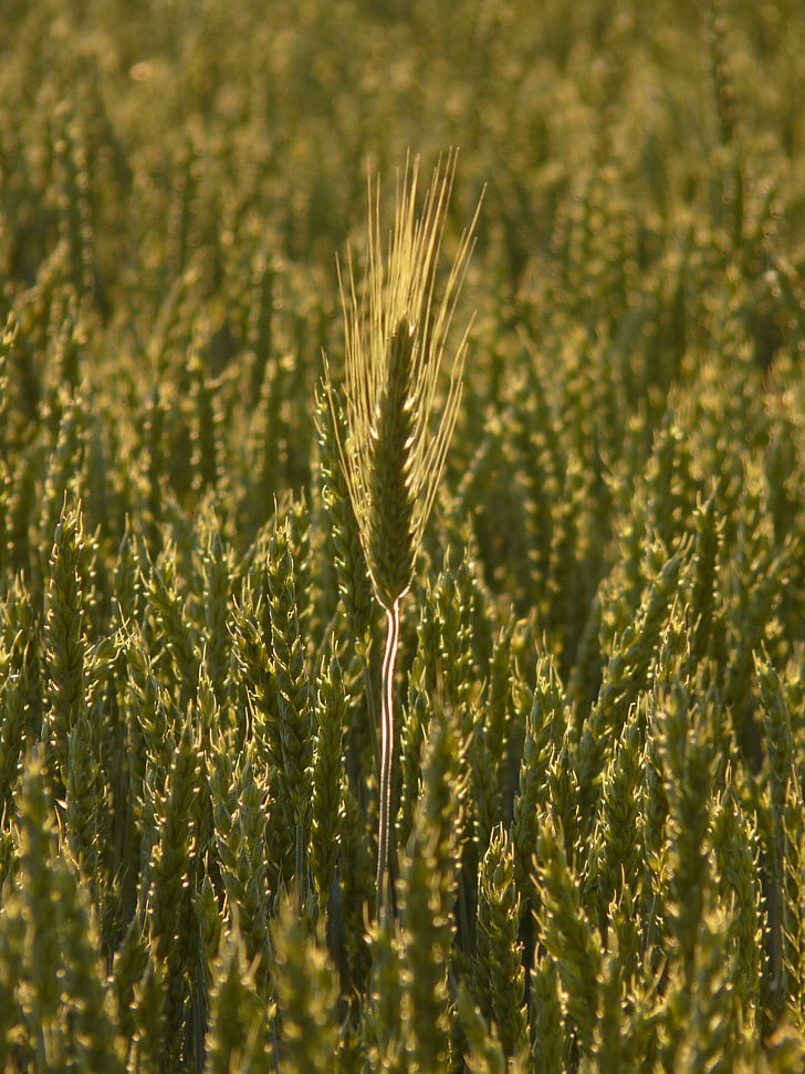 Hranilna ječmen, uho, Hranilna ječmen v žitno polje, žitno polje, pšenica konico, žita, zrn
