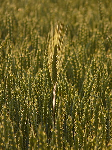 nutritiva de la cebada, oído, nutritiva de la cebada en el campo de trigo, campo de trigo, espiga de trigo, cereales, grano