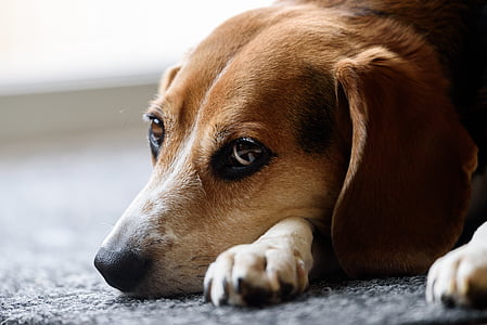 Beagle, gos, valent, animal, animal de companyia, canina, Llebrer