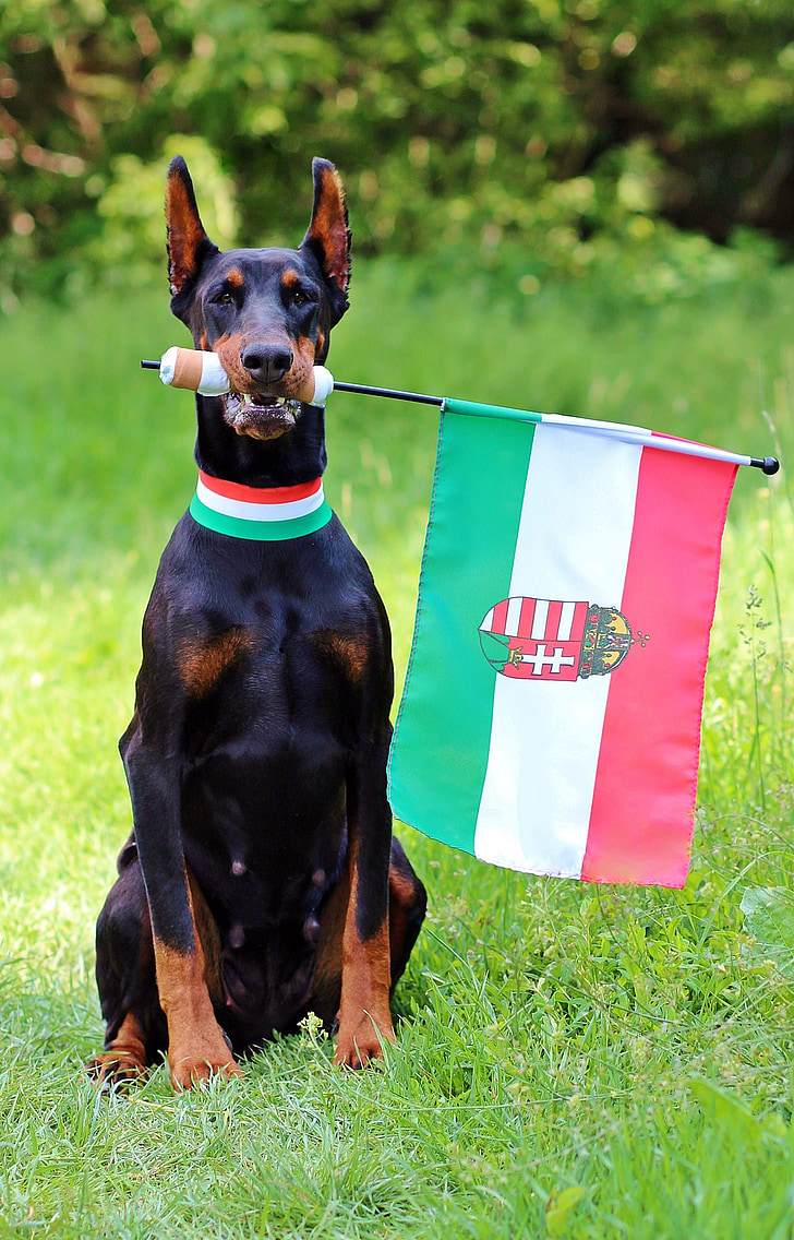 Vengrijos vėliava, Dobermanas, ventiliatorius, sėdi, šuo