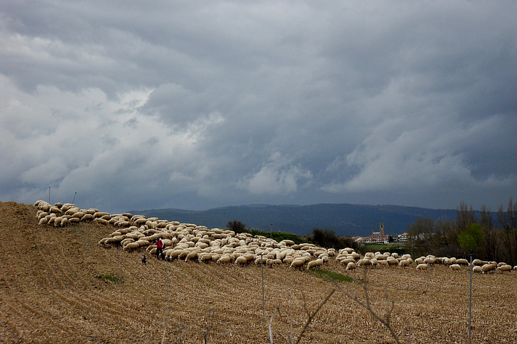 овце, стадо овце, Испания