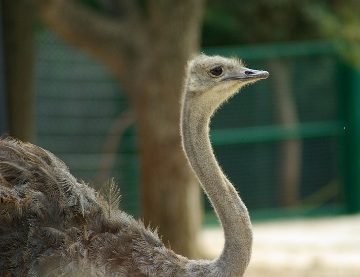 bird, ostrich, zoo