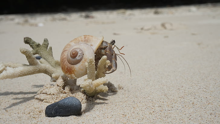 crab, seashell, sand, beach, scallop, sandy beach, tropical