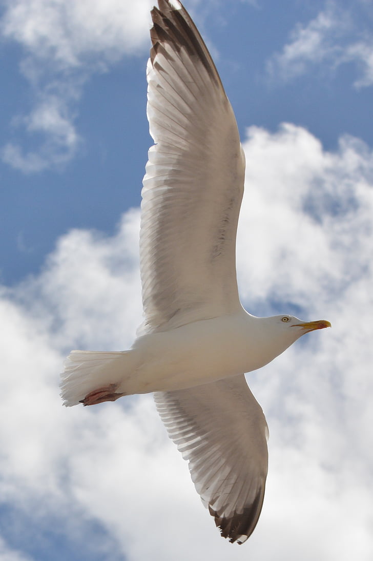 seagull, bird, animal, nature, fly, wings