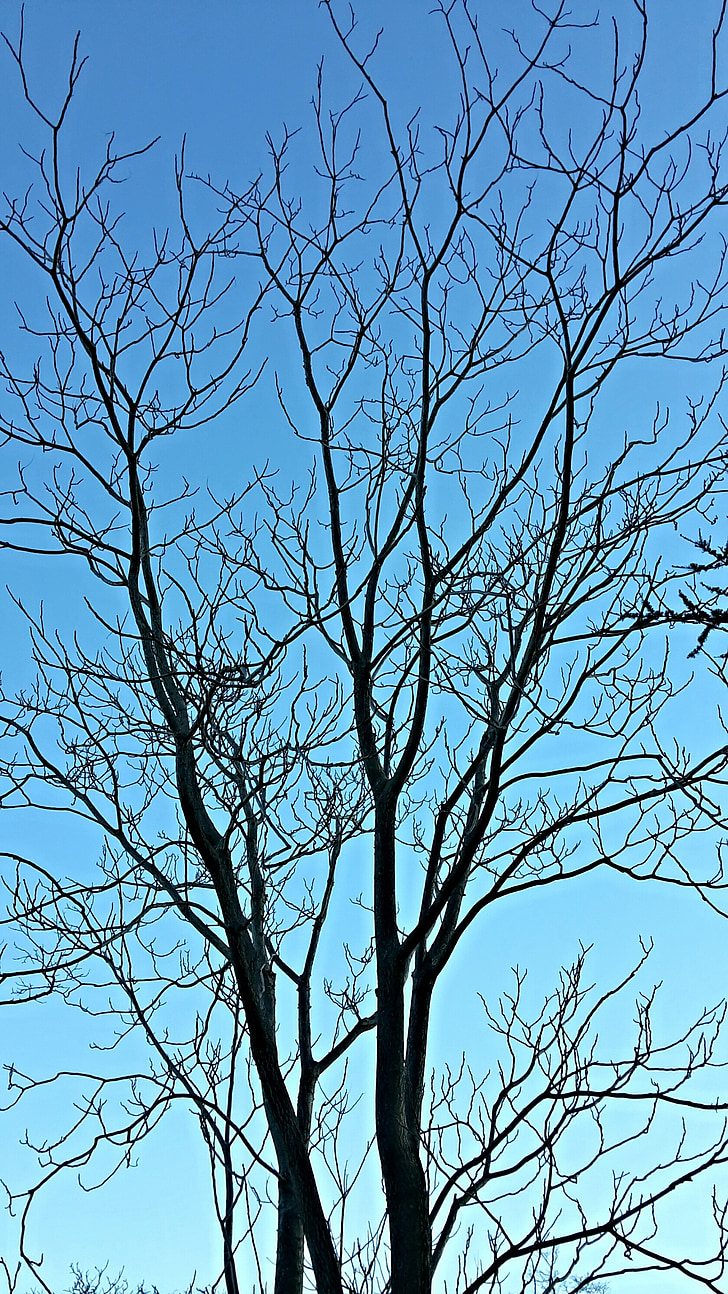 pohon, cabang, musim dingin, langit, biru, telanjang, alam