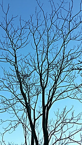árbol, sucursales, invierno, cielo, azul, desnudo, naturaleza