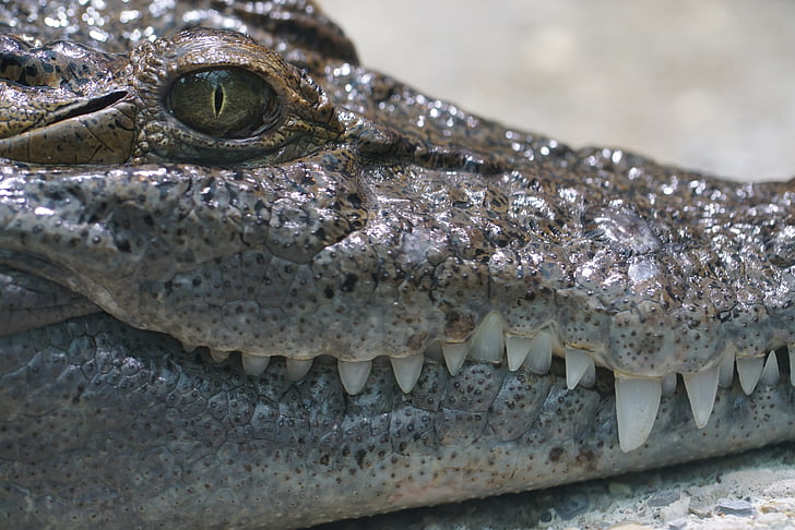 Filipiinide crocodile, magevee, crepuscular, looma, looduslike, ohtlike, Zoo