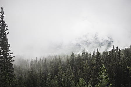 forest, mountain, trees, pine, fog, clouds, sky