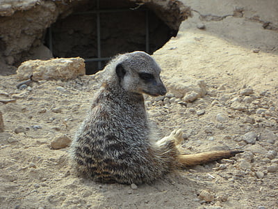 Meerkat, ensam, sitta, Zoo