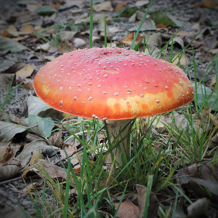 fly agaric, forest, nature, toxic, red fly agaric mushroom, autumn, spotted