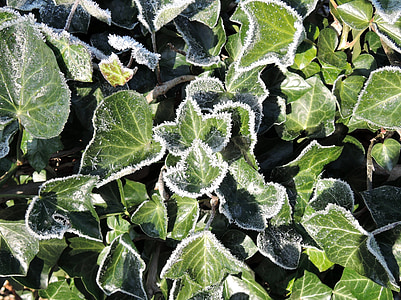 arrière-plan, Lierre, vert, gelée blanche, feuilles, grimpeur, plante