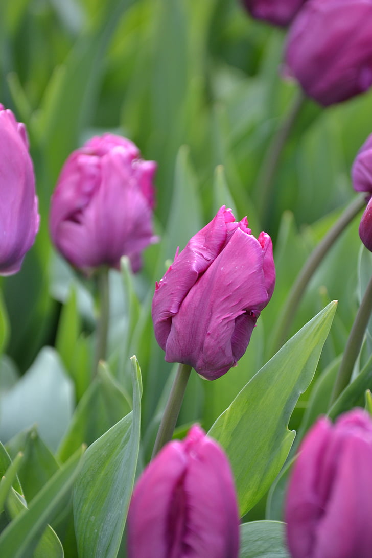 tulipes, porpra, flors, flors, tancar, violeta, natura